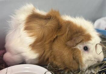 Rescue Guinea Pig Guinea Pigs for Adoption in Brewster, Massachusetts - MOSES | PetCurious